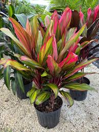 Harlequin Cordyline