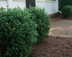 Better Boxwood