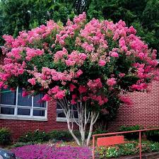 Pink Velour Crepe Myrtle