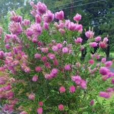 Fluro Burst Bottle Brush