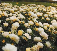 Popcorn Drift Rose