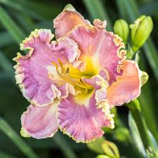 Lavender Tutu Daylily