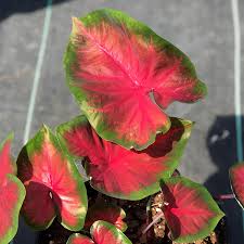 Royal Flush Caladium