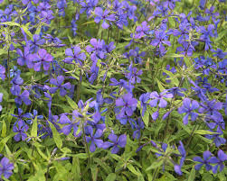 Louisiana Blue Woodland Phlox