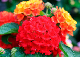 Bandana Red Lantana