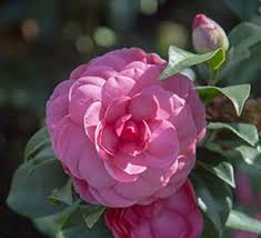Early Wonder Camellia japonica
