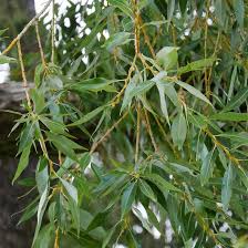 Weeping Willow Tree