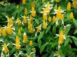 Yellow Shrimp Plant