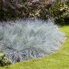 Beyond Blue Festuca
