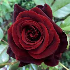 Black Magic Rose