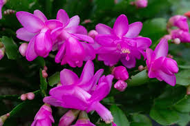 Purple Dancer Christmas Cactus