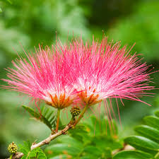 Mimosa Tree