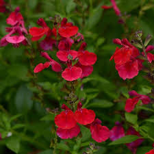 Mirage Cherry Red Salvia