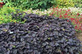 Quart Ipomoea - Sweet Potato Vine