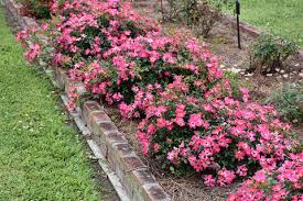 Pink Drift Rose