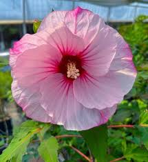 Carousel 'Jolly Heart' Hibiscus
