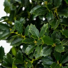 Oakland Holly