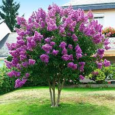 Twilight Crape Myrtle