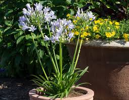 Blue Flare Agapanthus
