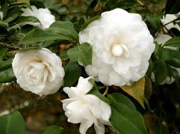 Alba Plena Camellia
