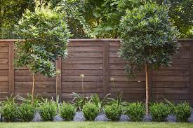 Japanese Blueberry Tree