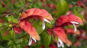 Red Shrimp Plant