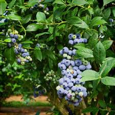 Climax Blueberry