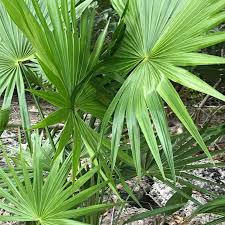 Dwarf Palmetto