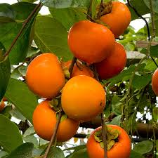 Fuyu Persimmon