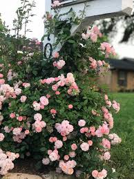 Perfume Breeze Climbing Rose