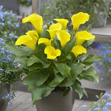 Captain Solo Calla Lily