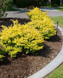 Sunshine Ligistrium