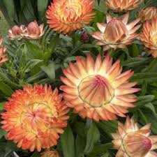 Granvia Peachy Keen Strawflower
