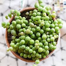 String Of Pearls