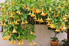 Yellow Angel Trumpet