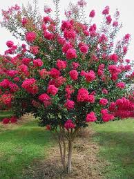 Tonto Crape Myrtle