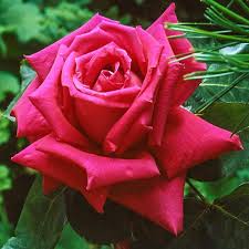 Miss All American Beauty Rose