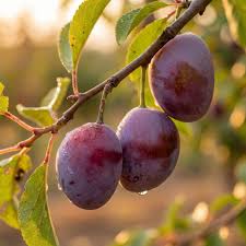 Gulf Beauty Plum Tree