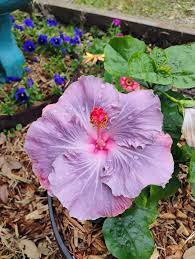 Blue Monday Cajun Hibiscus