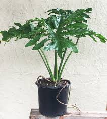 Hope Philodendron