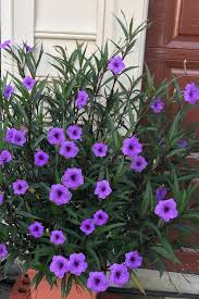 Mexican Petunia