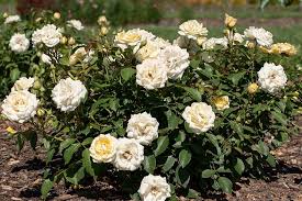 Buttercream Drift Rose