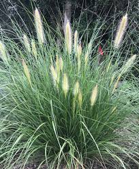 Etouffee Grass