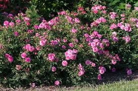Sweet Drift Rose
