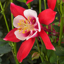 Kirigami Red & White Aquilegia