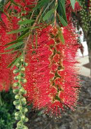 Hannah Ray Bottle Brush Tree