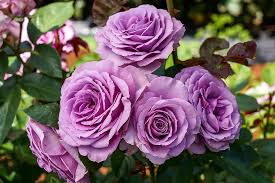 Quick Silver Climbing Rose