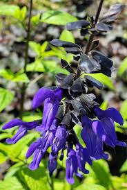 Black/Blue Salvia