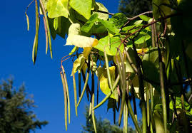 Catapla Tree