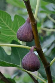 O’Rourke Fig